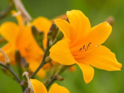Ľaliovka 'Thumbelina' - Hemerocallis 'Thumbelina'