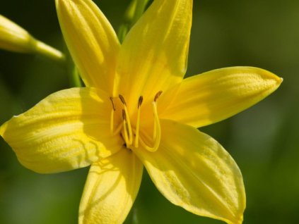 Ľaliovka lilioasphodelus (flava) - Hemerocallis lilioasphodelus (flava)