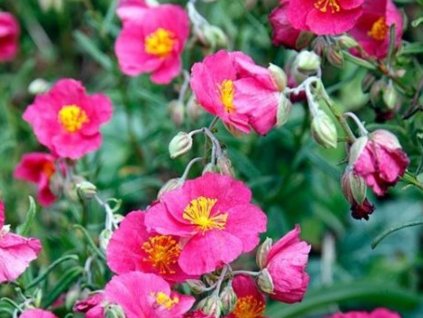 Devätorník 'Ben Hope' - Helianthemum 'Ben Hope'