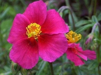 Devätorník x hybr. 'Ben Ledi' - Helianthemum x hybr. 'Ben Ledi'