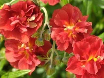 Devätorník x hybr. 'Rubin' - Helianthemum x hybr. 'Rubin'