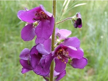 Divozel - Verbascum phoeniceum