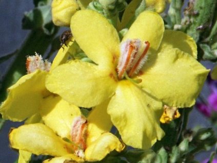 Divozel olympijský - Verbascum olympicum