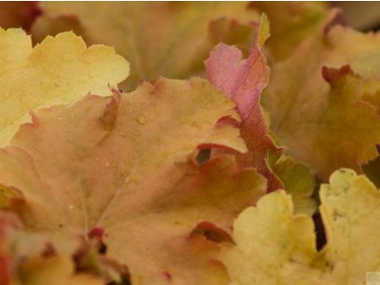 Heuchera 'Amber Waves' (EU11455) - Heuchera 'Amber Waves' (EU11455)