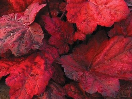 Heuchera 'Autumn Leaves' (PP22103PVR) - Heuchera 'Autumn Leaves' (PP22103PVR)