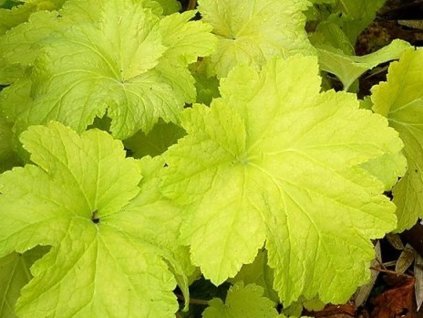 Heuchera 'Electric Lime' (PVR) - Heuchera 'Electric Lime' (PVR)