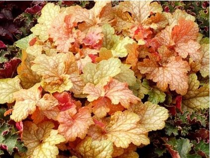 Heuchera 'Midas Touch' - Heuchera 'Midas Touch'