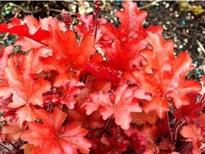 Heuchera 'Peach Flambe' - Heuchera 'Peach Flambe'