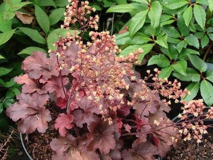 Heuchera 'Root Beer' - Heuchera 'Root Beer'