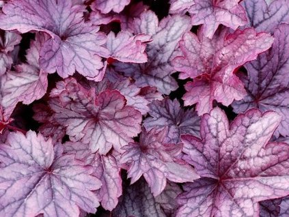 Heuchera 'Shanghai' -  Heuchera 'Shanghai'