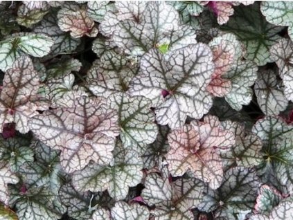 Heuchera 'Silver Scrolls' - Heuchera 'Silver Scrolls'