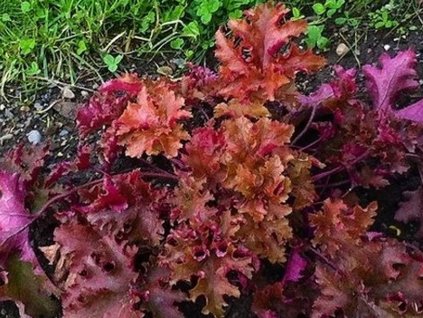 Heuchera  'Zipper'