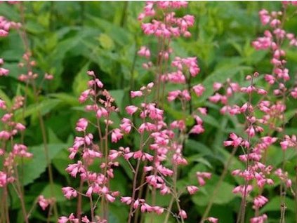 Heuchera brizoides 'Scintillation' - Heuchera brizoides 'Scintillation'