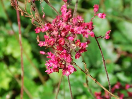 Heuchera prúhonická - Heuchera pruhoniciana