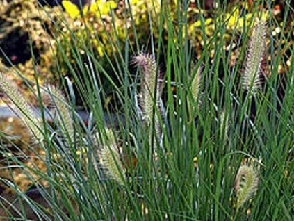 Perovec psiarkovitý - Pennisetum alopecuroides