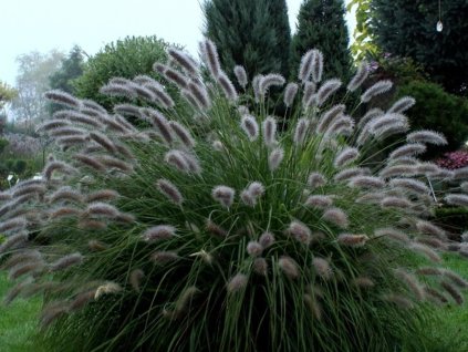 Perovec psiarkovitý 'Lady U' - Pennisetum alopecuroides 'Lady U'