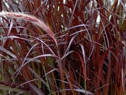 Perovec psiarkovitý 'Rubrum' - Pennisetum alopecuroides 'Rubrum'