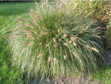 Perovec psiarkovitý 'Weserbergland' - Pennisetum alopecuroides 'Weserbergland'