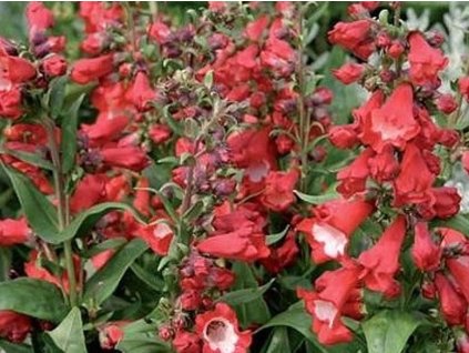 Dráčik hartwegov 'Polaris Red' - Penstemon hartwegil 'Polaris Red'