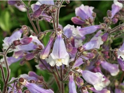 Dráčik plstnatý 'Pygmaeus' - Penstemon hirsutus 'Pygmaeus'