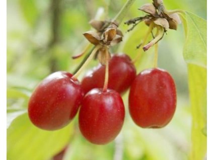 Drieň veľkoplodý 'Neskorý okrúhly'