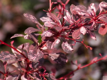 Dráč Thunbergov 'Harlequin'
