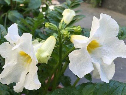 Inkarvilea Delavayova 'Alba' - Incarvillea delavayi 'Alba'