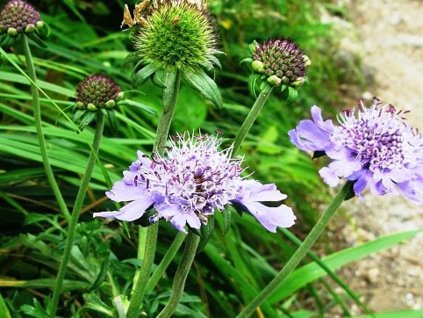 Hlaváč japonský var. alpina - Scabiosa japonica var. alpina