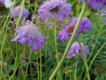 Hlaváč kaukazský 'Perfecta' - Scabiosa caucasia 'Perfecta'