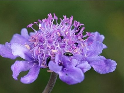 Hlaváč sivastý - Scabiosa canescens