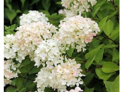 Hortenzia metlinatá 'Bombshell'