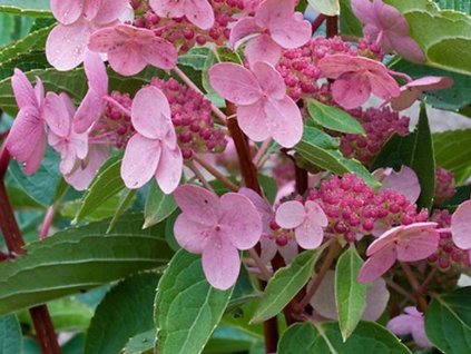 Hortenzia metlinatá 'Dart's Little Dot'