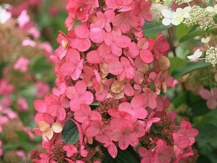 Hortenzia metlinatá 'Pink Diamond'