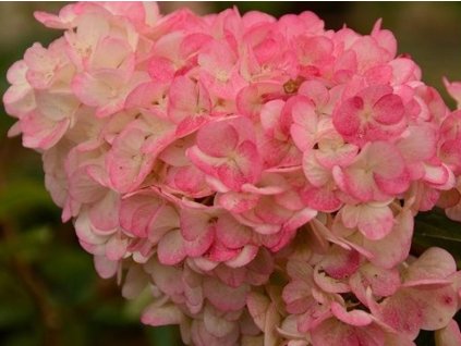 Hortenzia metlinatá 'Sunday Fraise'