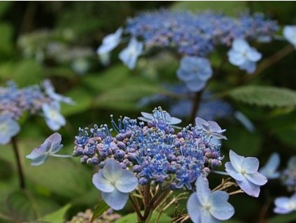 Hortenzia pílovitá 'Blue Billow'
