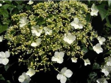 Hortenzia popínavá 'Take a Chance'