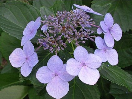 Hortenzia kalinolistá 'Blue Wave'