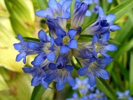 Horec dahurský - Gentiana dahurica