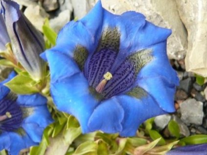 Horec dinársky - Gentiana dinarica