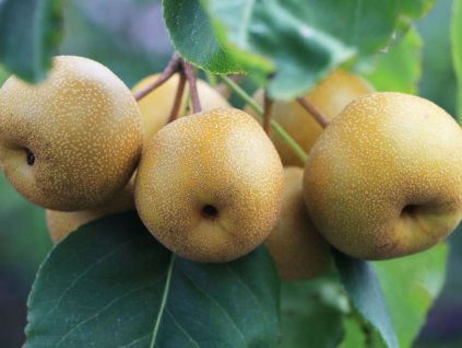 Hruška 'Benita'