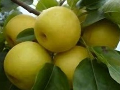 Hruška 'Benita'