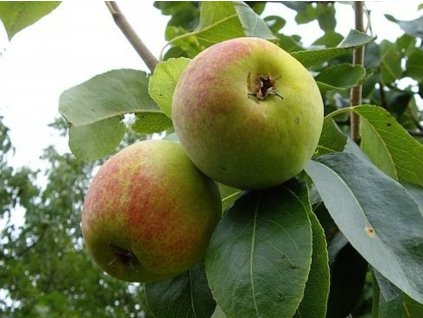 Hruška 'Červencová'  Pyrus communis 'Červencová'