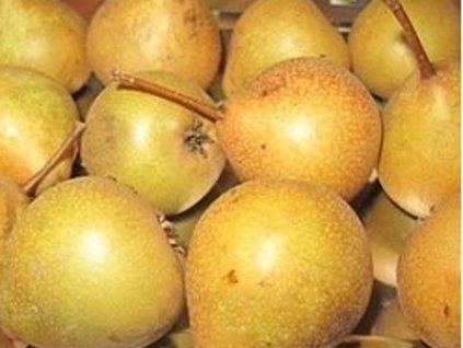 Hruška 'Wahlsche Schnappsbirne'