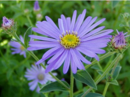 Astra 'Monch' - Aster frikartii 'Monch'