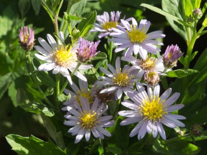 Astra 'Stardust' - Aster ageratoides 'Stardust'
