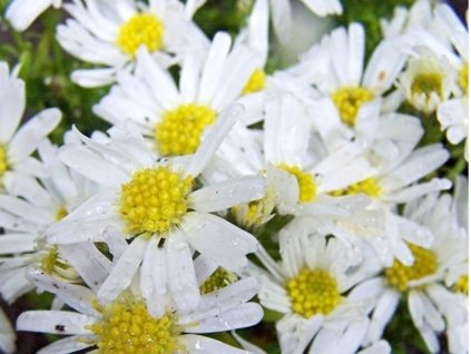Astra krovitá  'Schneezicklein' - Aster dumosus 'Schneezicklein'