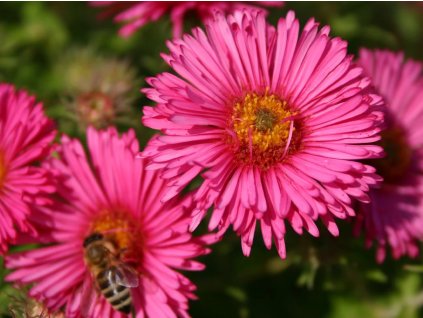 Astra novoanglická  'Alma Pötschke' - Aster novae-angliae 'Alma Pötschke'
