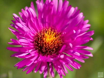 Astra novoanglická 'Cardinal Tarcisio Bertone' - Aster novae-angliae 'Cardinal Tarcisio Bertone'