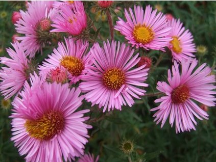 Astra novobelgická 'Rudelsburg' - Aster novae-angliae 'Rudelsburg'