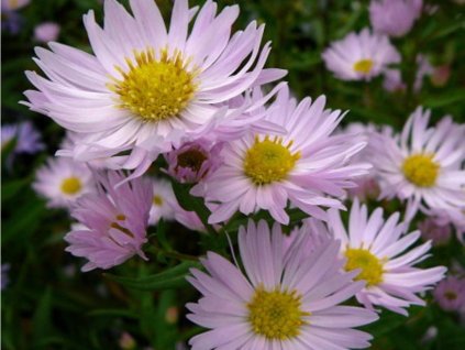 Astra novobelgická 'Fellowship' - Aster novi-belgii 'Fellowship'